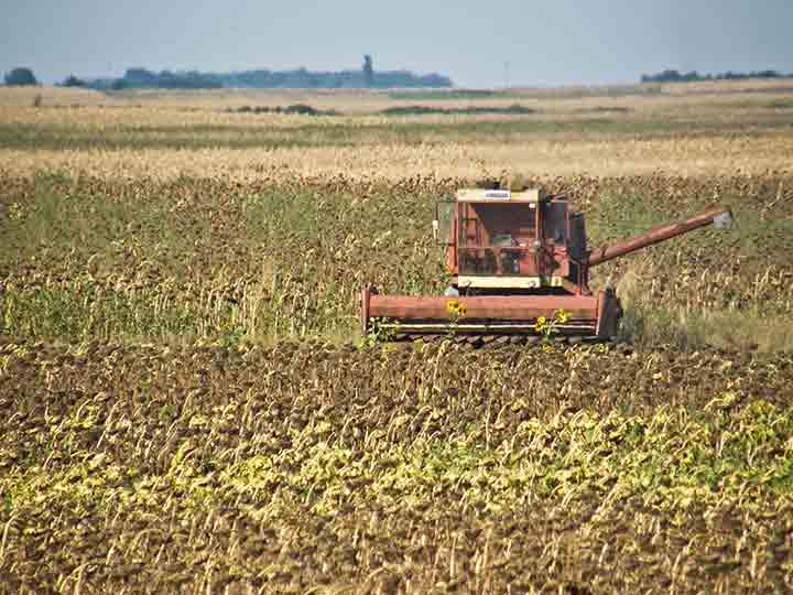 Cuncukret se radi uVeliko ...